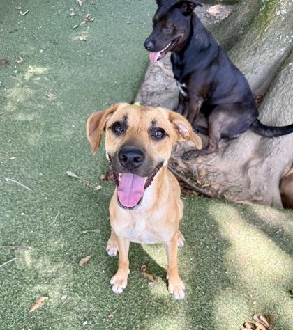Enlarge Heidi, a Adoptable mixed breed in Picayune, MS image 1/3