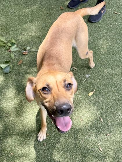Enlarge Heidi, a Adoptable mixed breed in Picayune, MS image 2/3