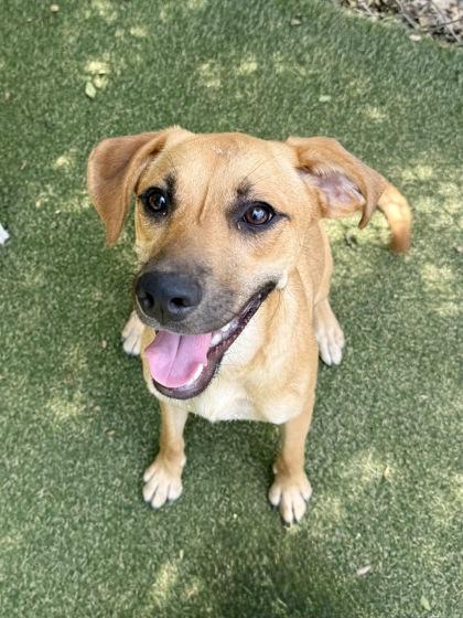 Enlarge Heidi, a Adoptable mixed breed in Picayune, MS image 3/3