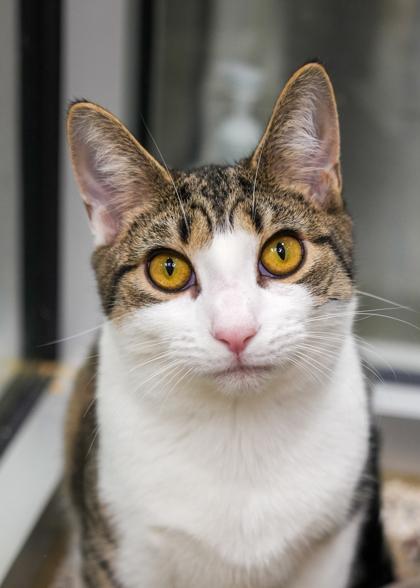 Enlarge Coquette 58387, a Adoptable Domestic Short Hair in Aiken, SC image 1/1