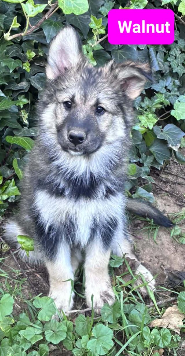 Enlarge Walnut, a ADOPTABLE mixed breed in Reseda, CA image 2/6