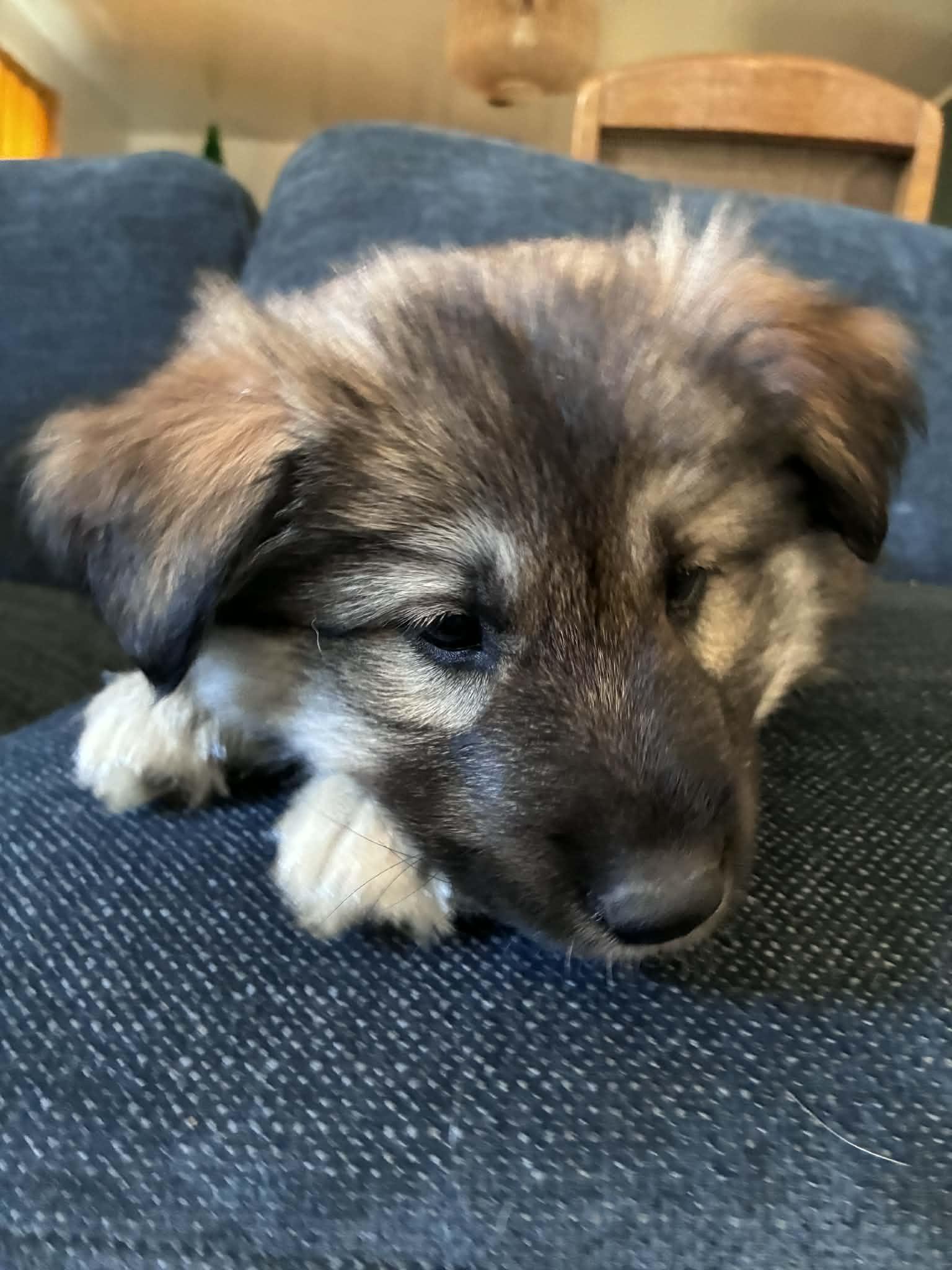 Enlarge Walnut, a ADOPTABLE mixed breed in Reseda, CA image 3/6