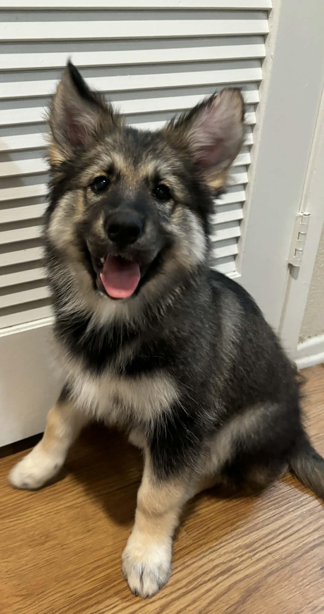 Enlarge Walnut, a ADOPTABLE mixed breed in Reseda, CA image 4/6