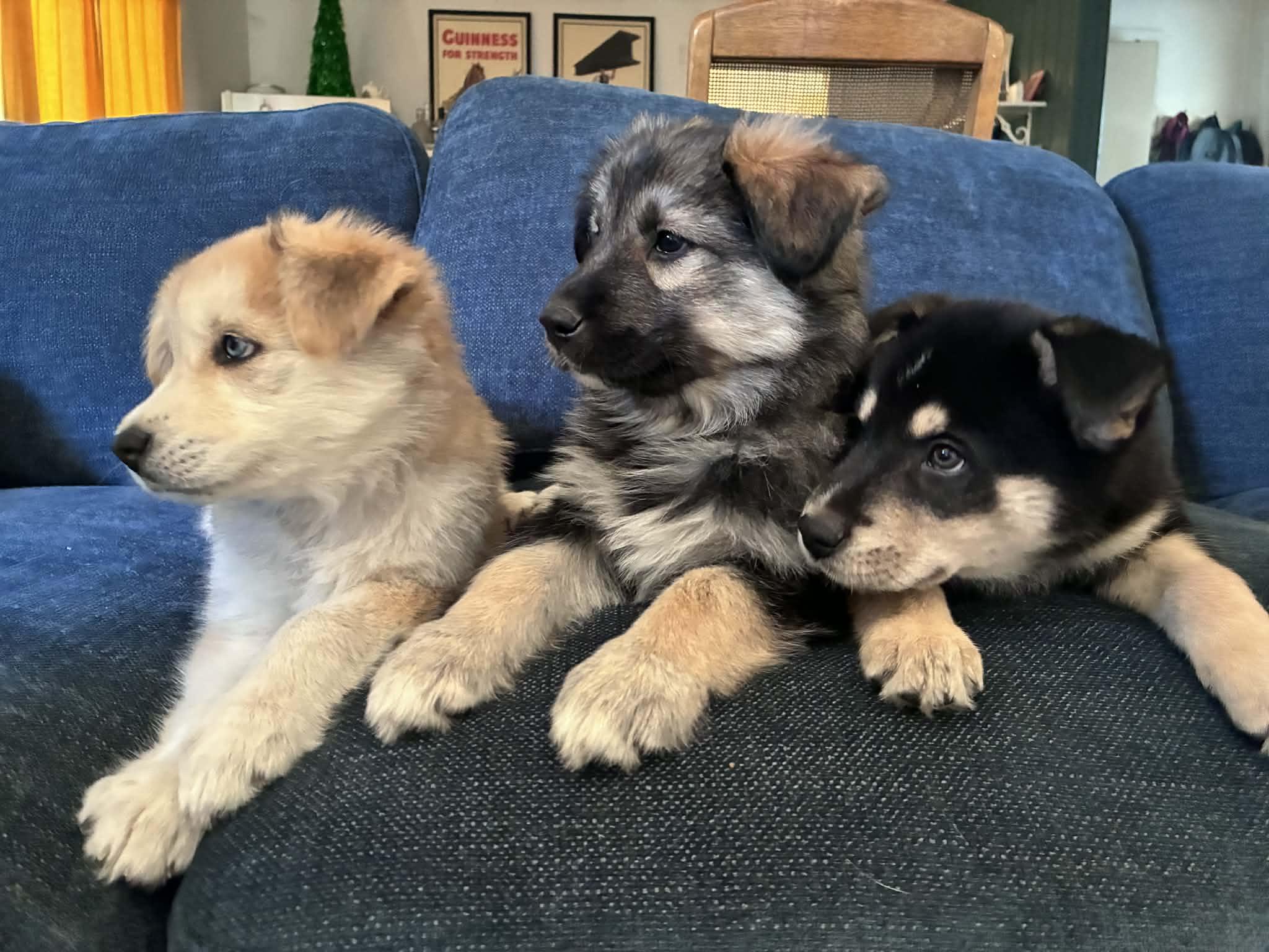 Enlarge Walnut, a ADOPTABLE mixed breed in Reseda, CA image 5/6