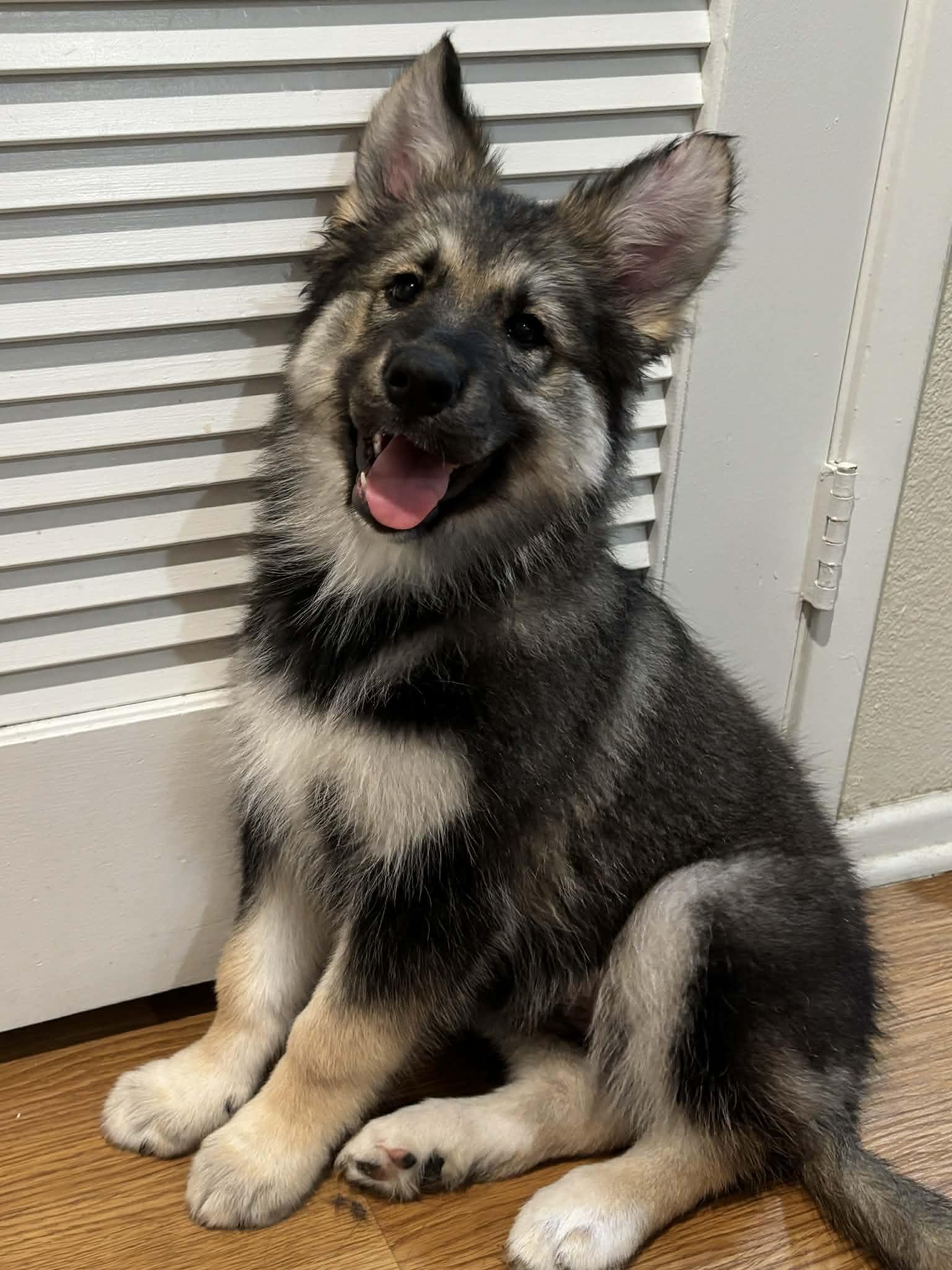 Walnut, ADOPTABLE, Puppy Female German Shepherd Dog.