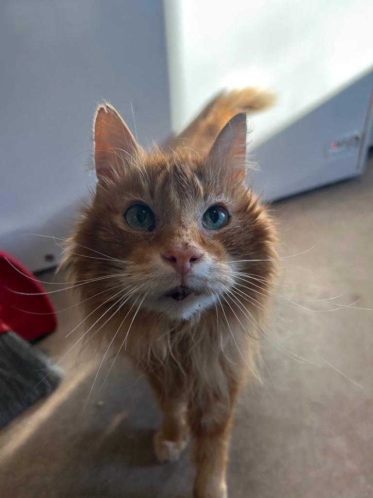 Old Man Jenkins, Adoptable, Senior Male Domestic Long Hair.