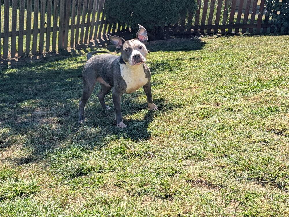 Pluto, Adoptable, Young Male Pit Bull Terrier.
