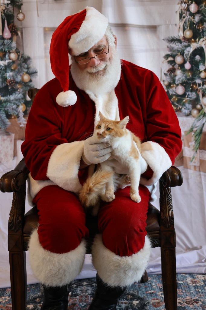 Enlarge CHARLOTTE, a Adoptable mixed breed in Athens, AL image 2/4