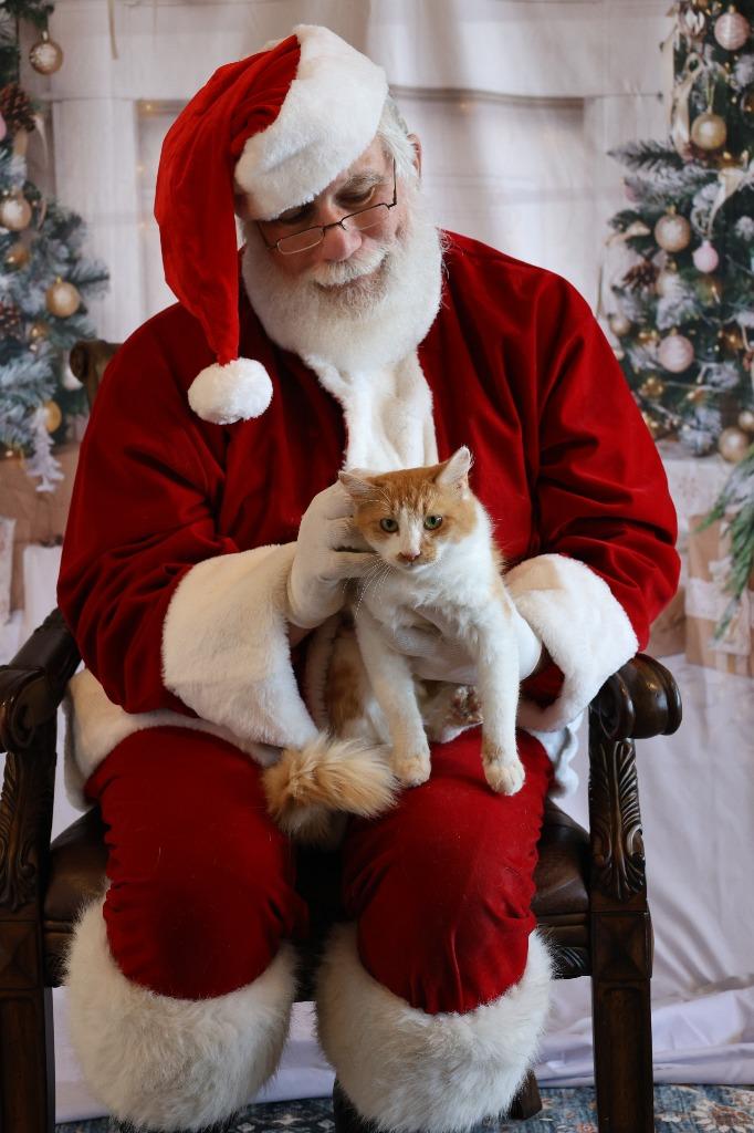 Enlarge CHARLOTTE, a Adoptable mixed breed in Athens, AL image 4/4