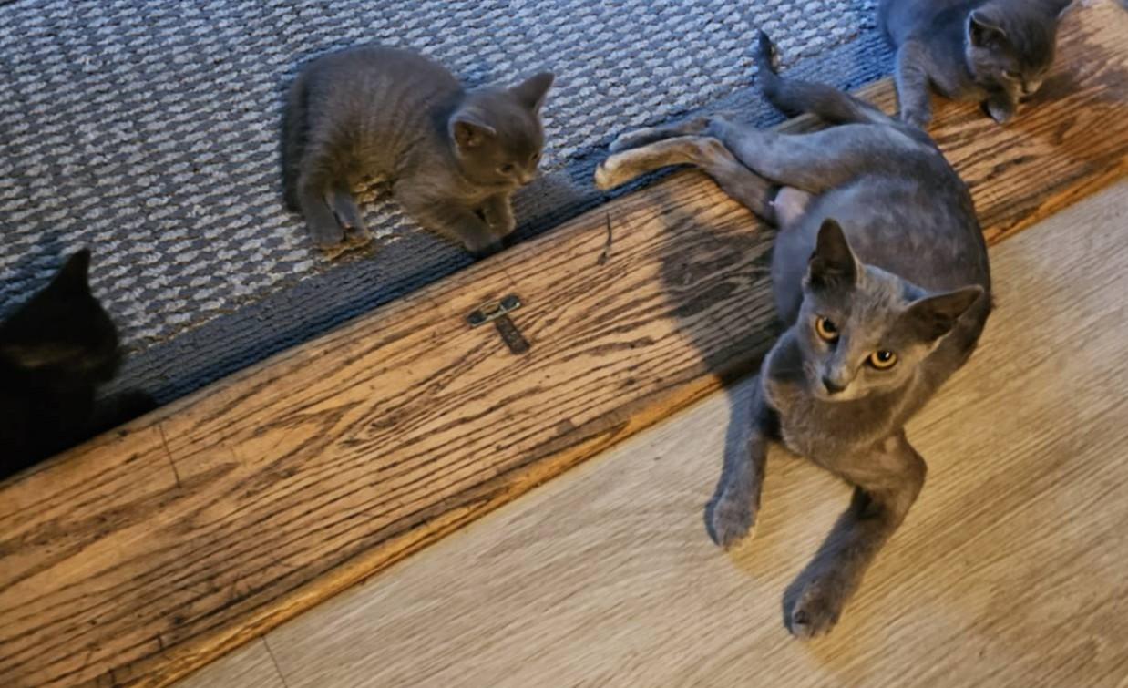 Enlarge Mama Blue and her five babies-113, a ADOPTABLE Russian Blue in Johnston, RI image 2/5