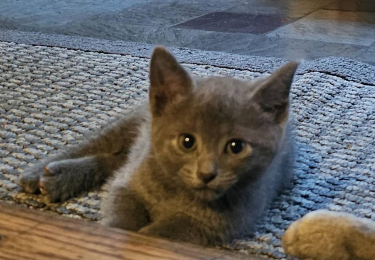Mama Blue and her five babies-113, ADOPTABLE, Kitten Female Russian Blue.
