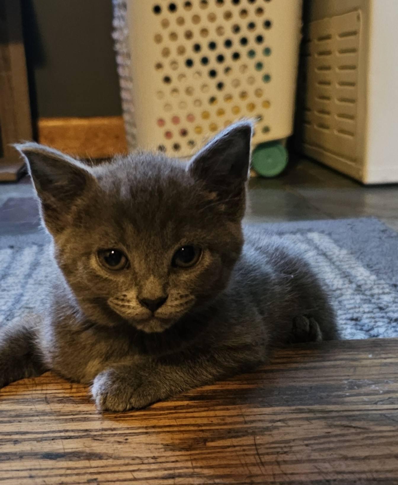 Enlarge Mama Blue and her five babies-113, a ADOPTABLE Russian Blue in Johnston, RI image 5/5