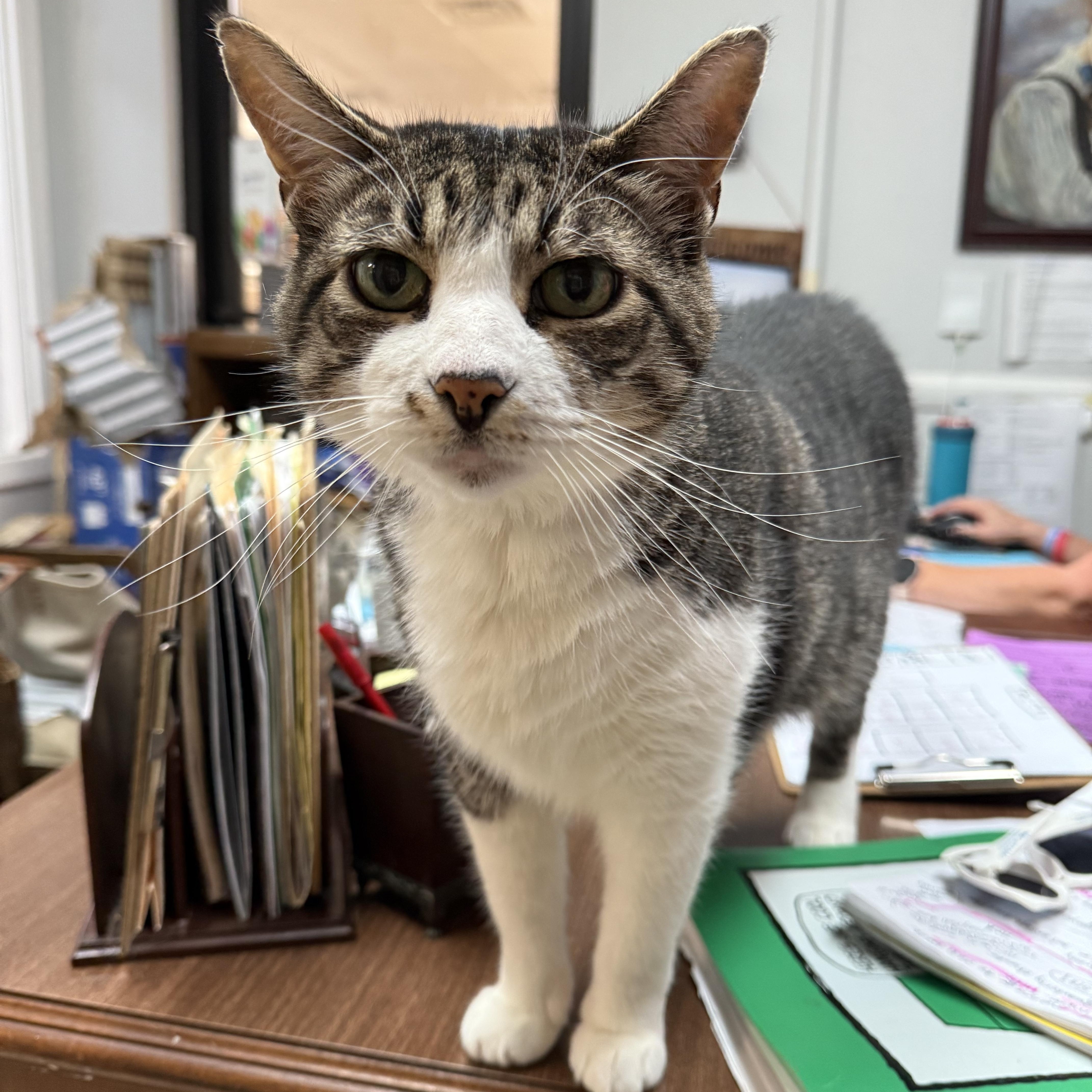 Gunny, Adoptable, Adult Male Domestic Short Hair.