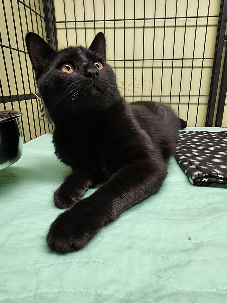 Enlarge Weir, a Adoptable mixed breed in Auburn, IN image 1/1