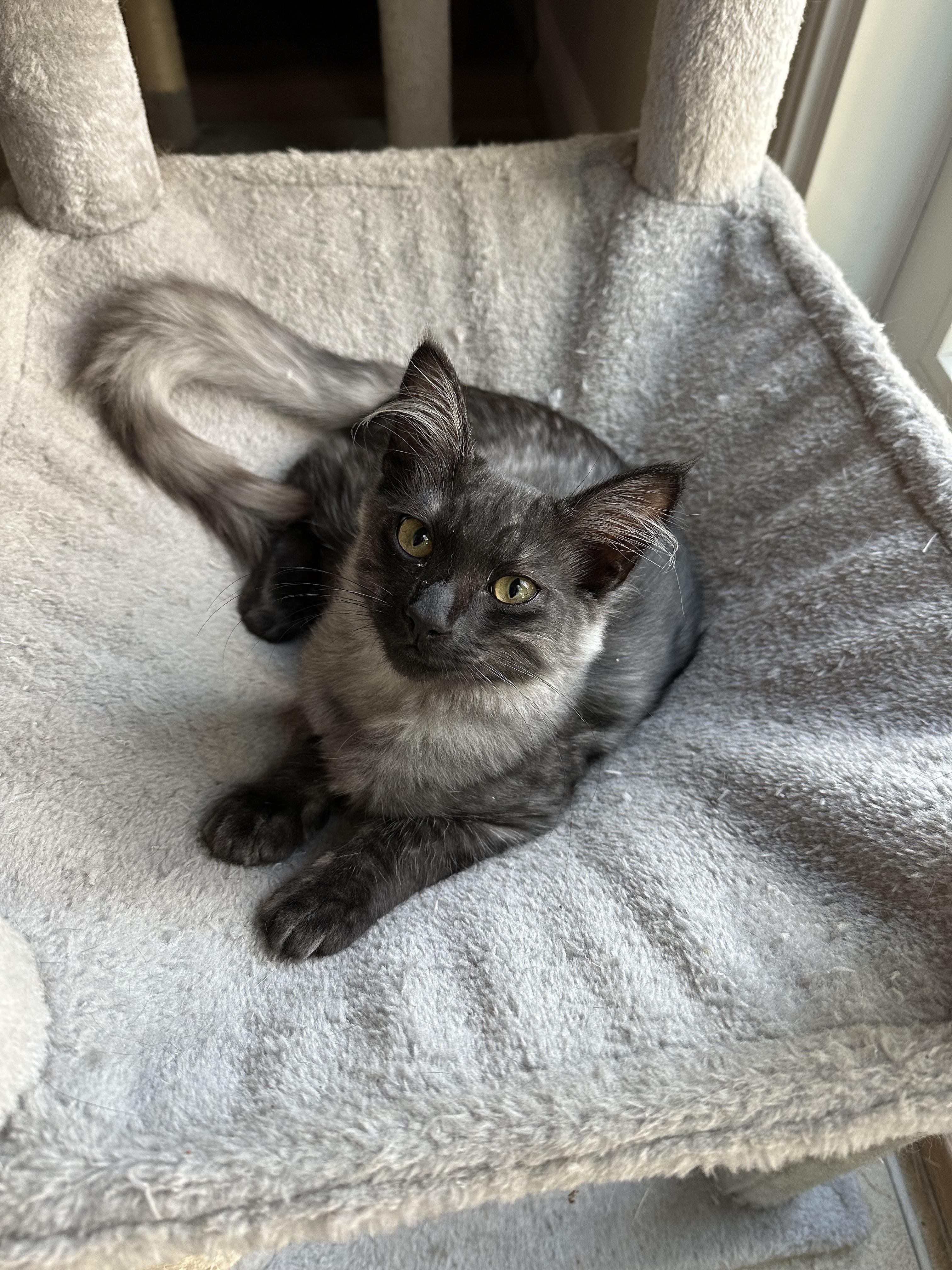 Enlarge Harry, a Adopted Tabby in Morgan Hill, CA image 1/3