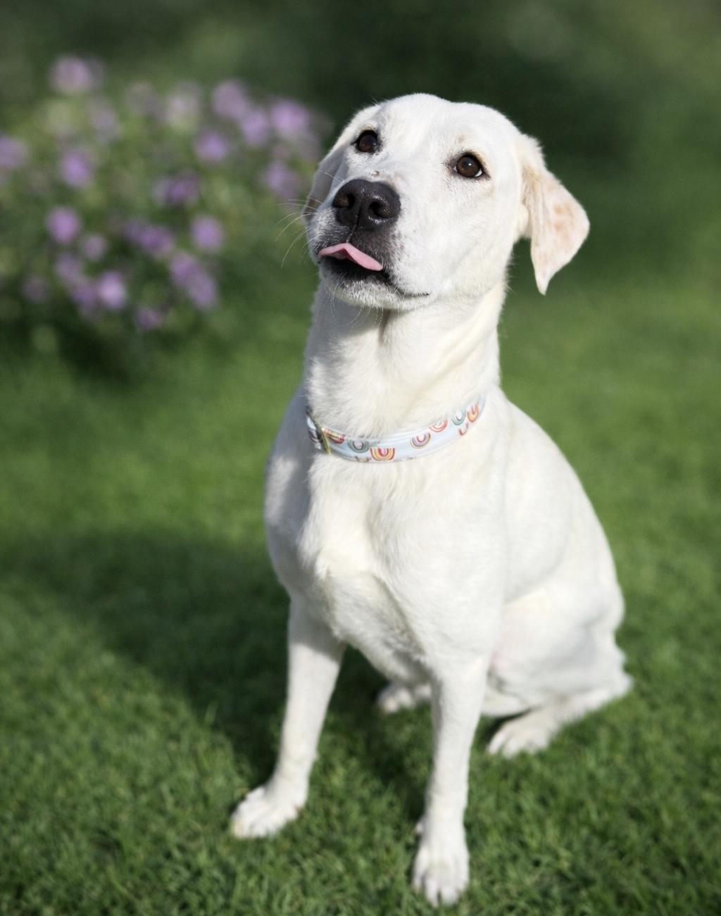 Enlarge Riley, a Adoptable mixed breed in Little Rock , AR image 2/2