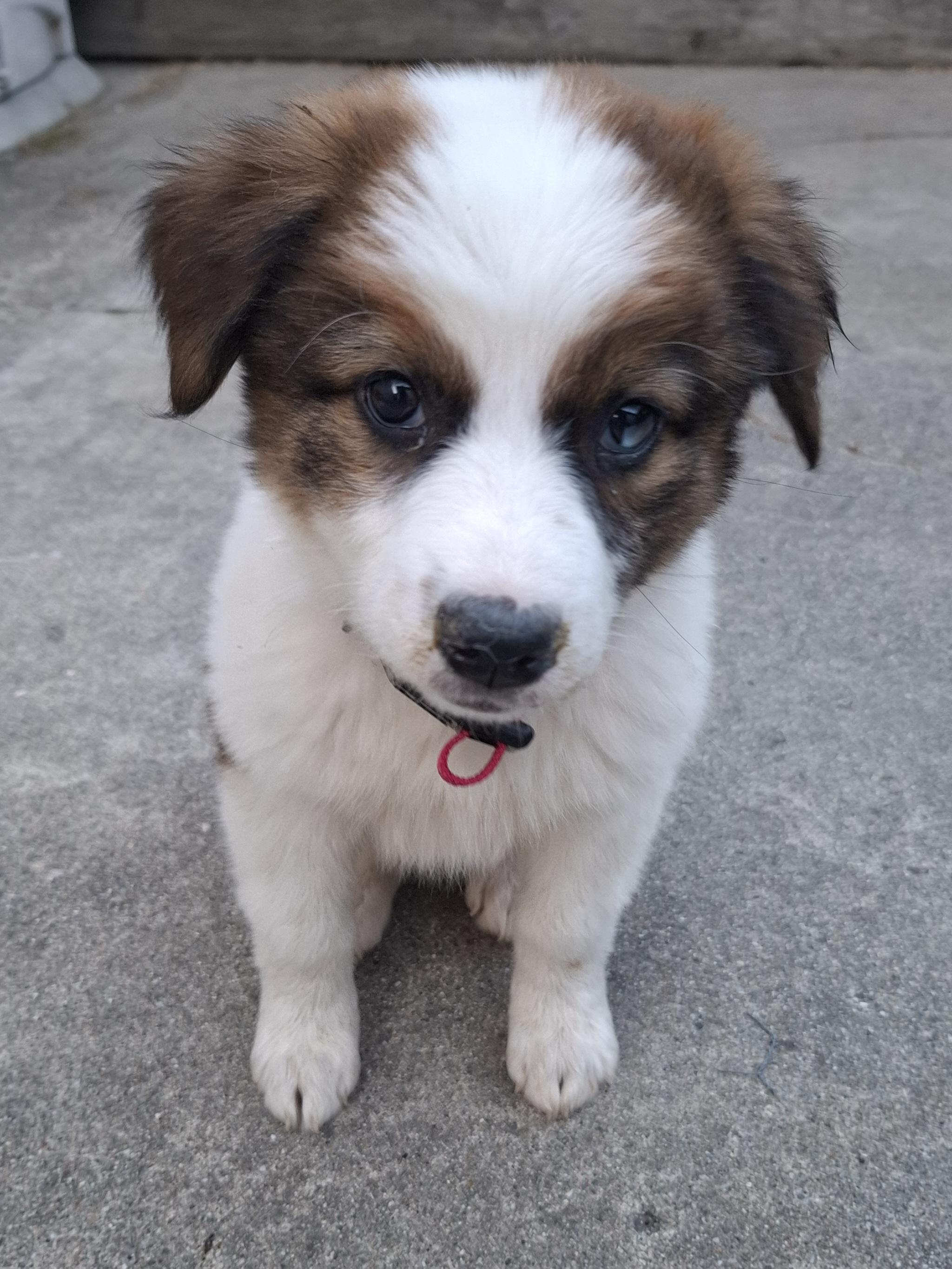 Ivy (Garden Girls), a Adoptable mixed breed in Redwood City, CA image 1/3