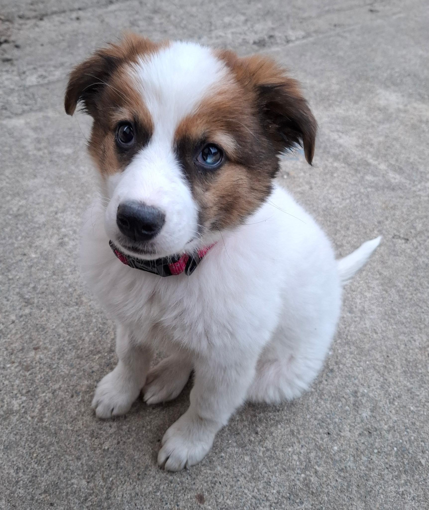 Ivy (Garden Girls), Adoptable, Puppy Female Shepherd.