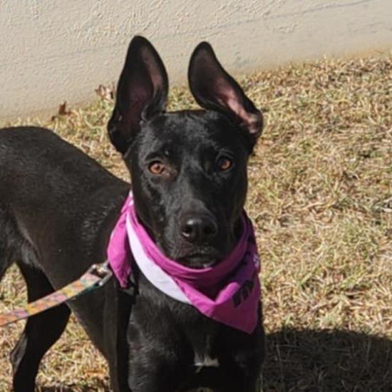 Truffles Bw thumbnail 4