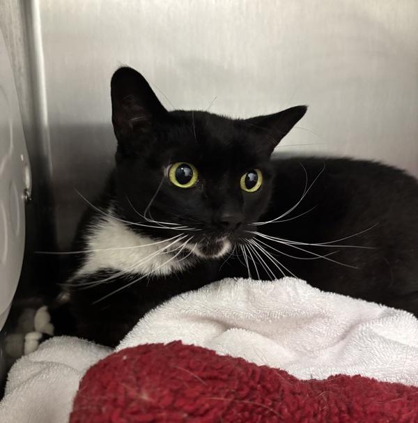 Ellie, Adoptable, Adult Female Domestic Short Hair.