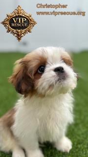Enlarge Christopher / Redington Beach, a ADOPTABLE Shih Tzu in Redington Beach, FL image 3/5