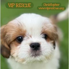 Enlarge Christopher / Redington Beach, a ADOPTABLE Shih Tzu in Redington Beach, FL image 4/5