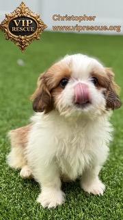 Enlarge Christopher / Redington Beach, a ADOPTABLE Shih Tzu in Redington Beach, FL image 1/5