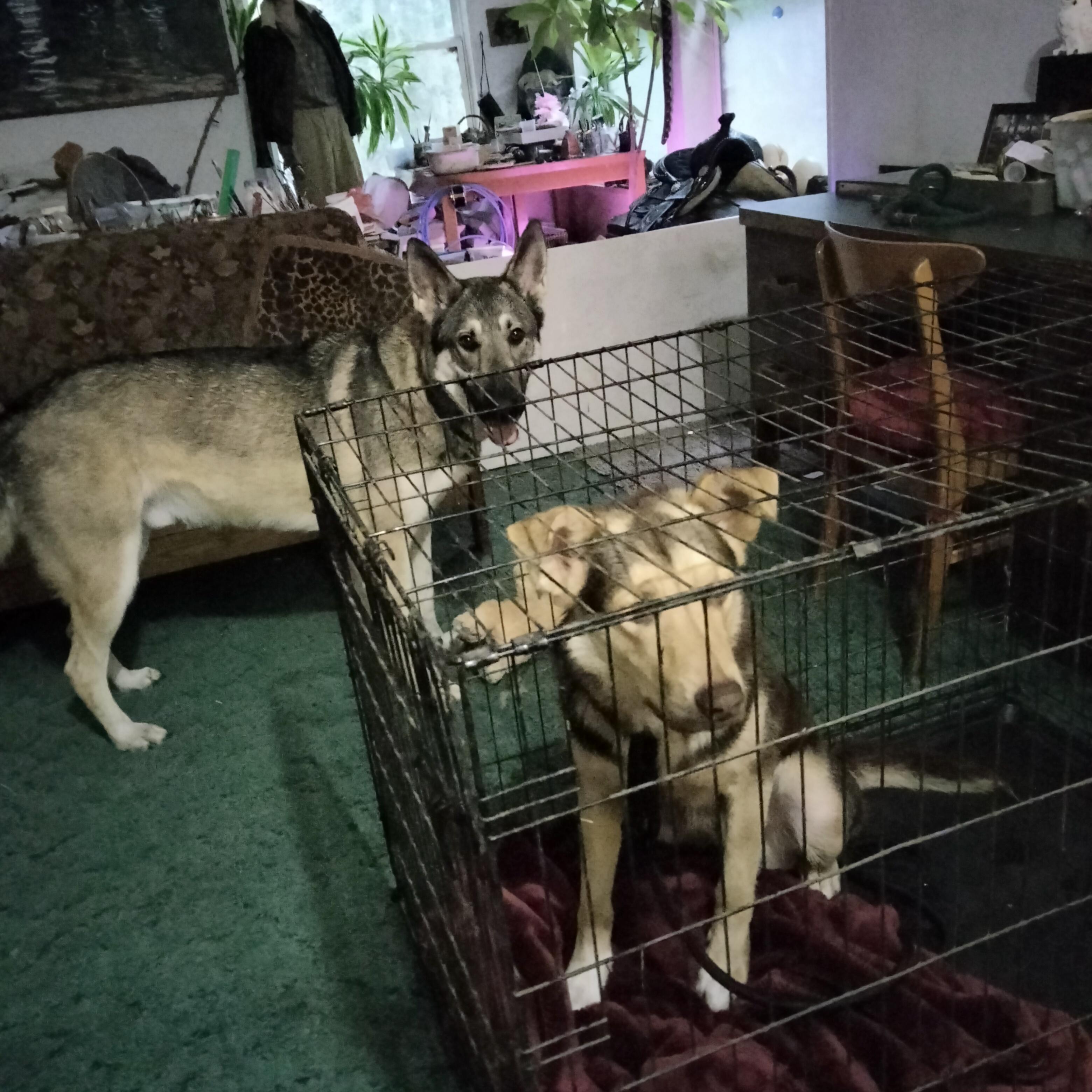 Poppi, an adoptable Australian Kelpie, German Shepherd Dog in Ellensburg, WA, 98926 | Photo Image 3
