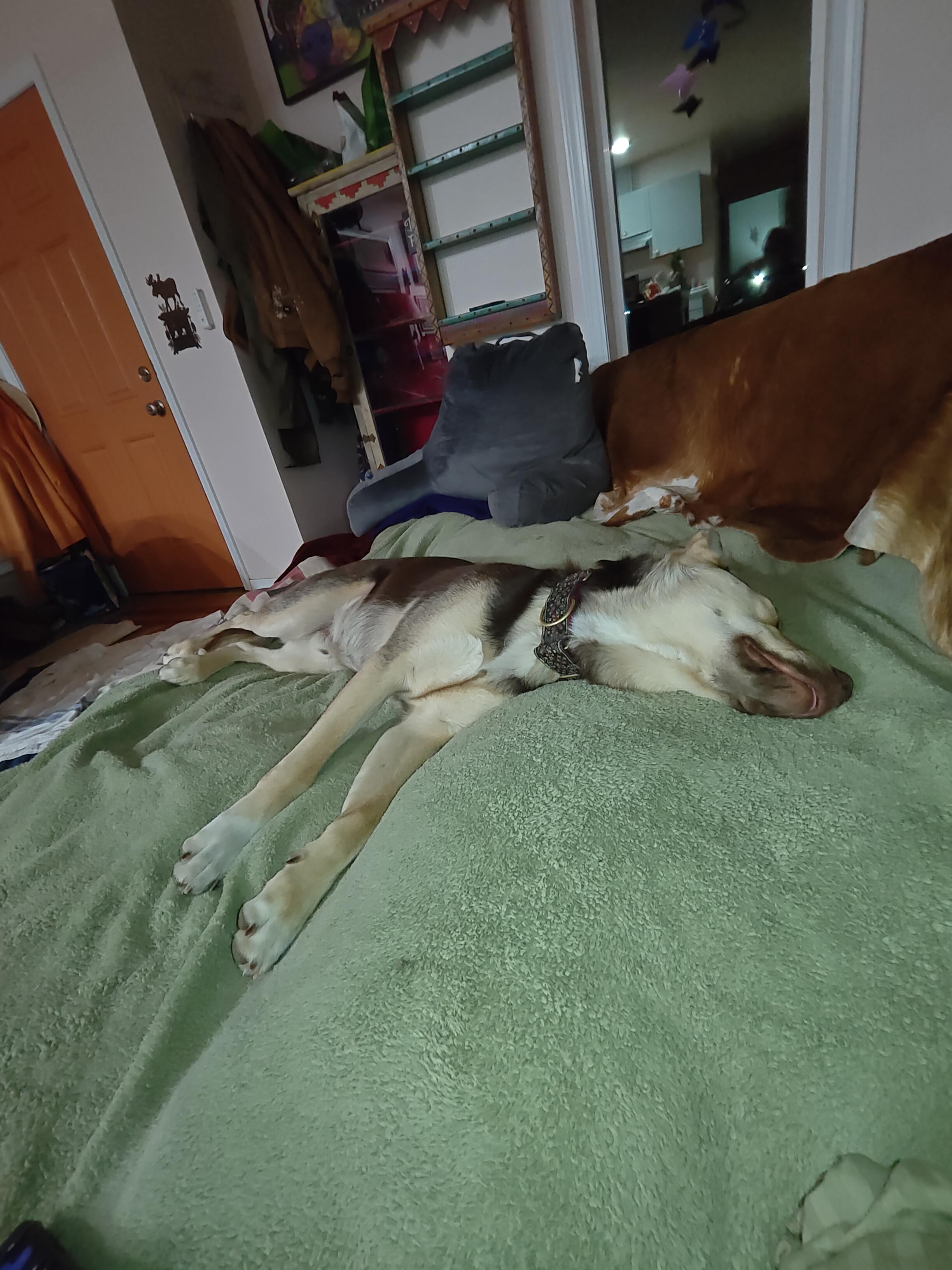 Poppi, an adopted mixed breed in Ellensburg, WA image 4/5