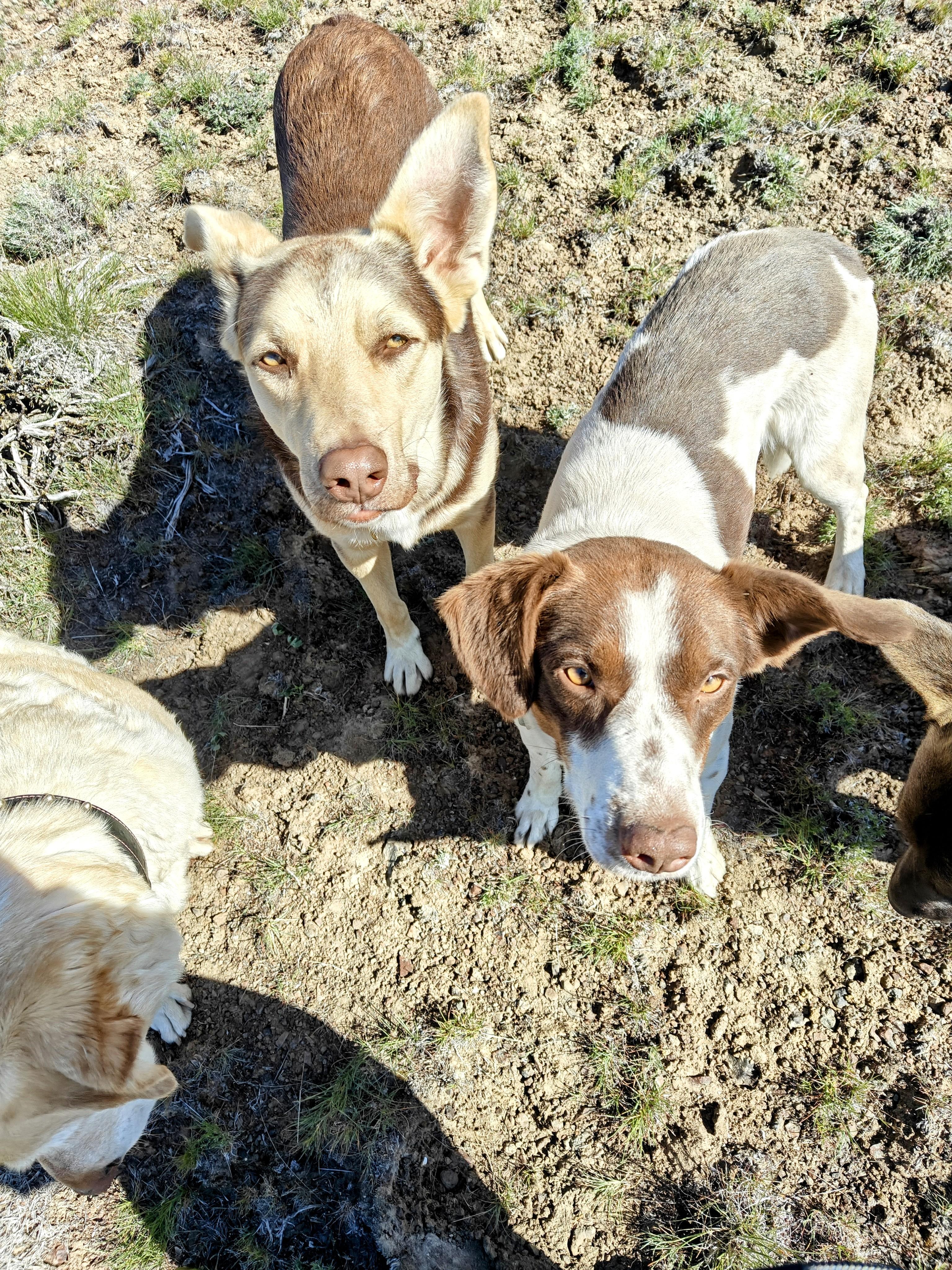Poppi, an adoptable Australian Kelpie, German Shepherd Dog in Ellensburg, WA, 98926 | Photo Image 2