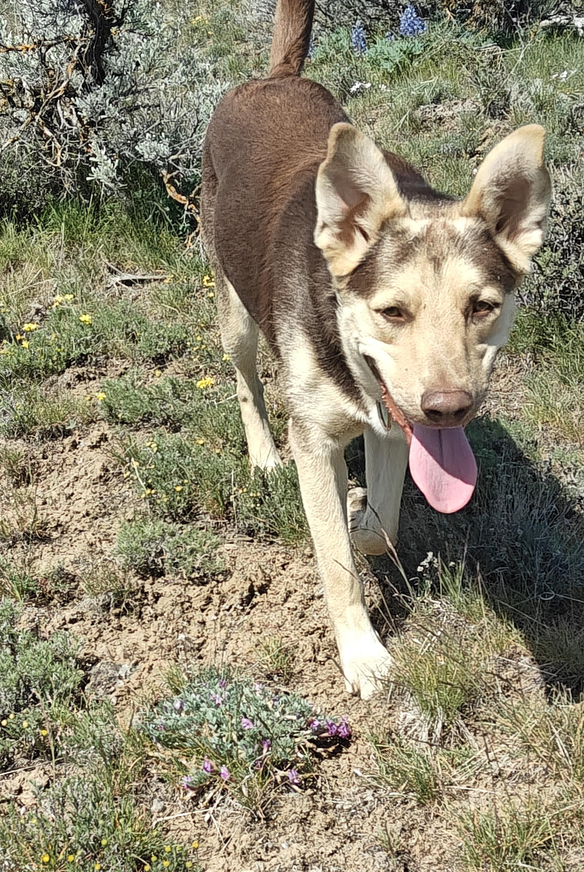Poppi, an adopted mixed breed in Ellensburg, WA image 1/5
