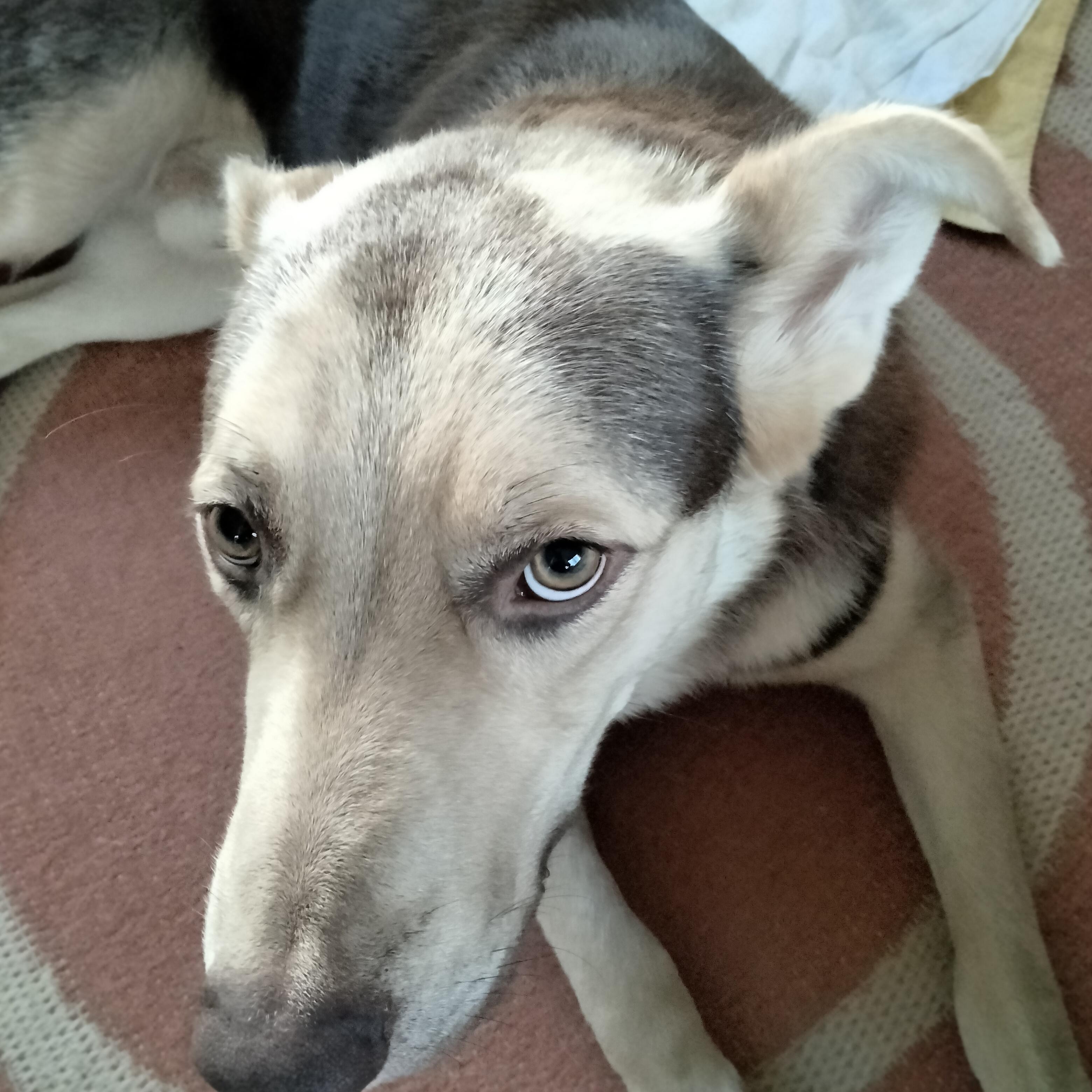 Poppi, an adoptable Australian Kelpie, German Shepherd Dog in Ellensburg, WA, 98926 | Photo Image 5