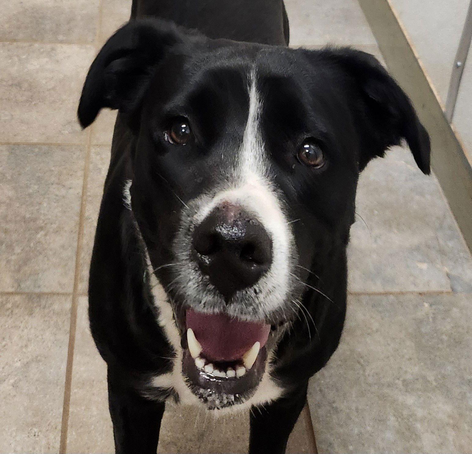 Enlarge Sadie, a Adoptable Black Labrador Retriever in Clinton, OK image 1/2