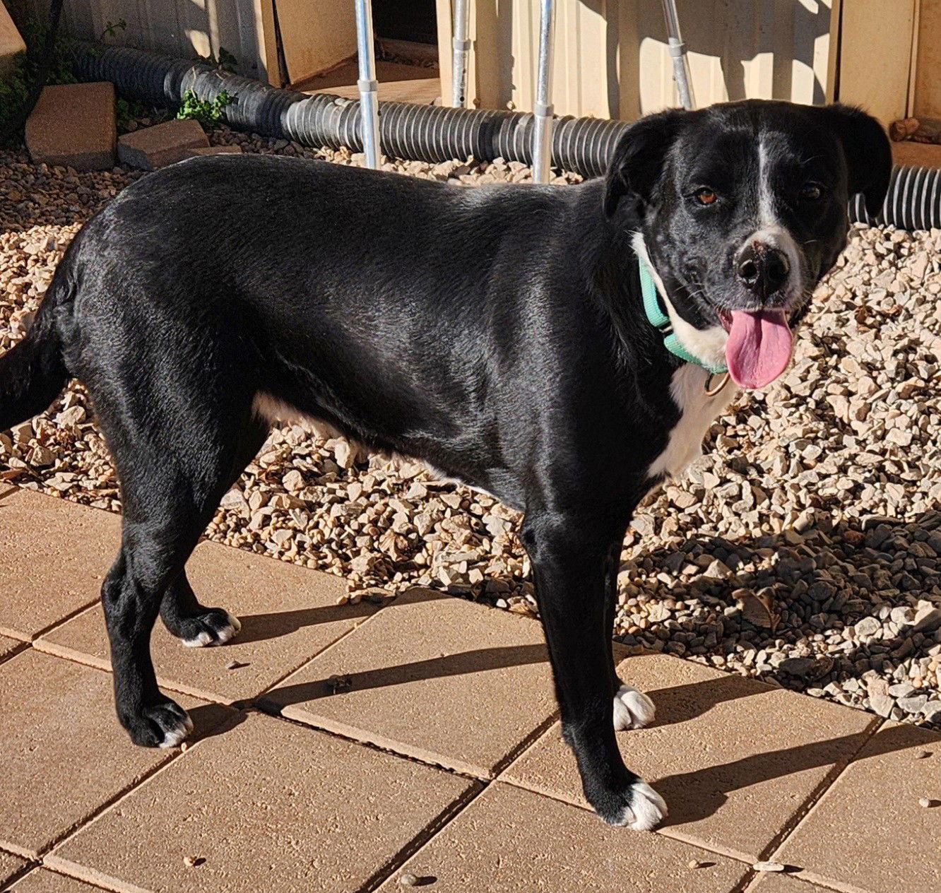 Enlarge Sadie, a Adoptable Black Labrador Retriever in Clinton, OK image 2/2