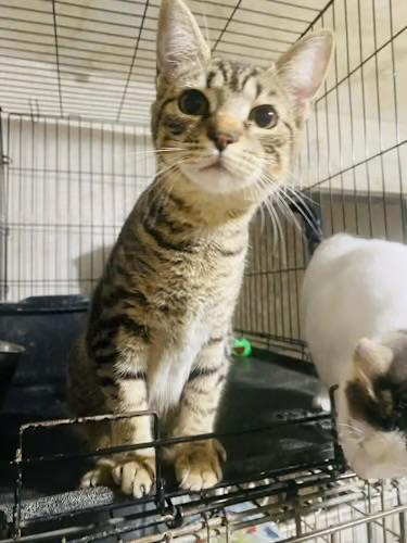 Holly, Adoptable, Young Female Domestic Short Hair.