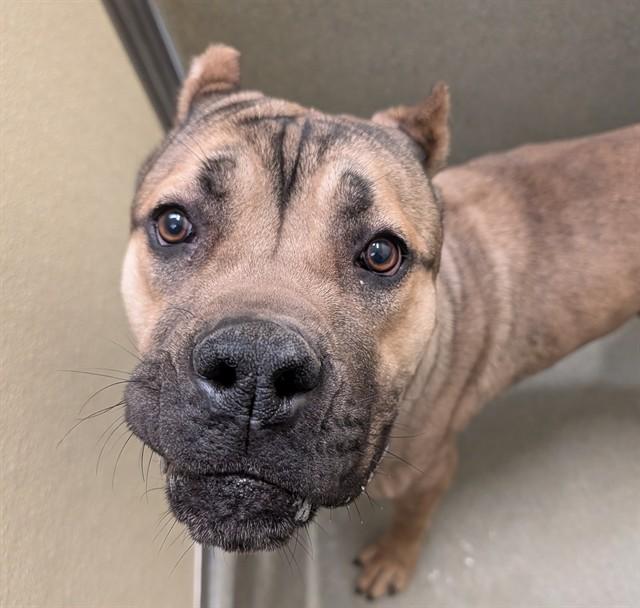 Enlarge KRADOS, a Adoptable Cane Corso in Lees Summit, MO image 1/1