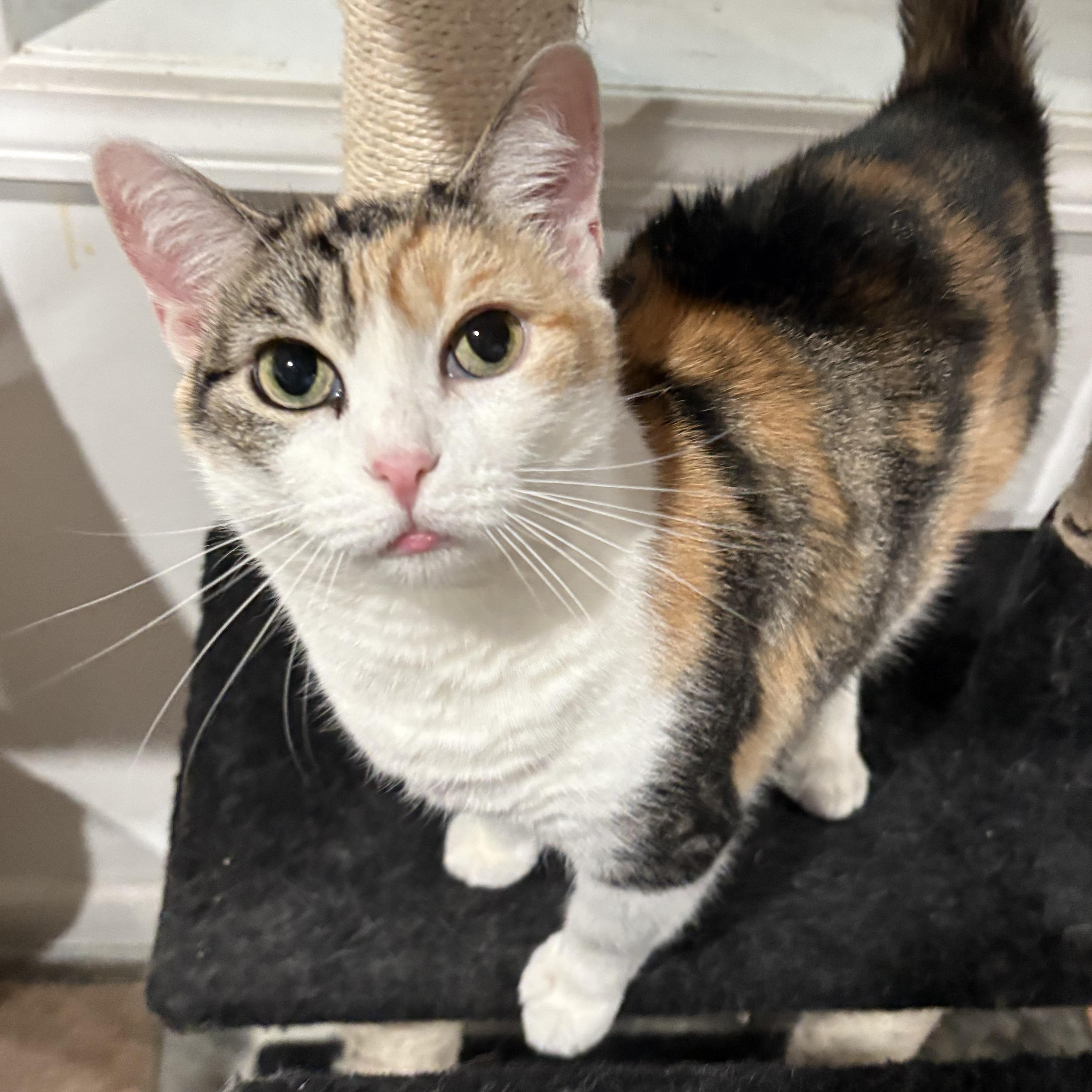 Sugar, a Adoptable Domestic Short Hair in North Huntingdon, PA image 2/4