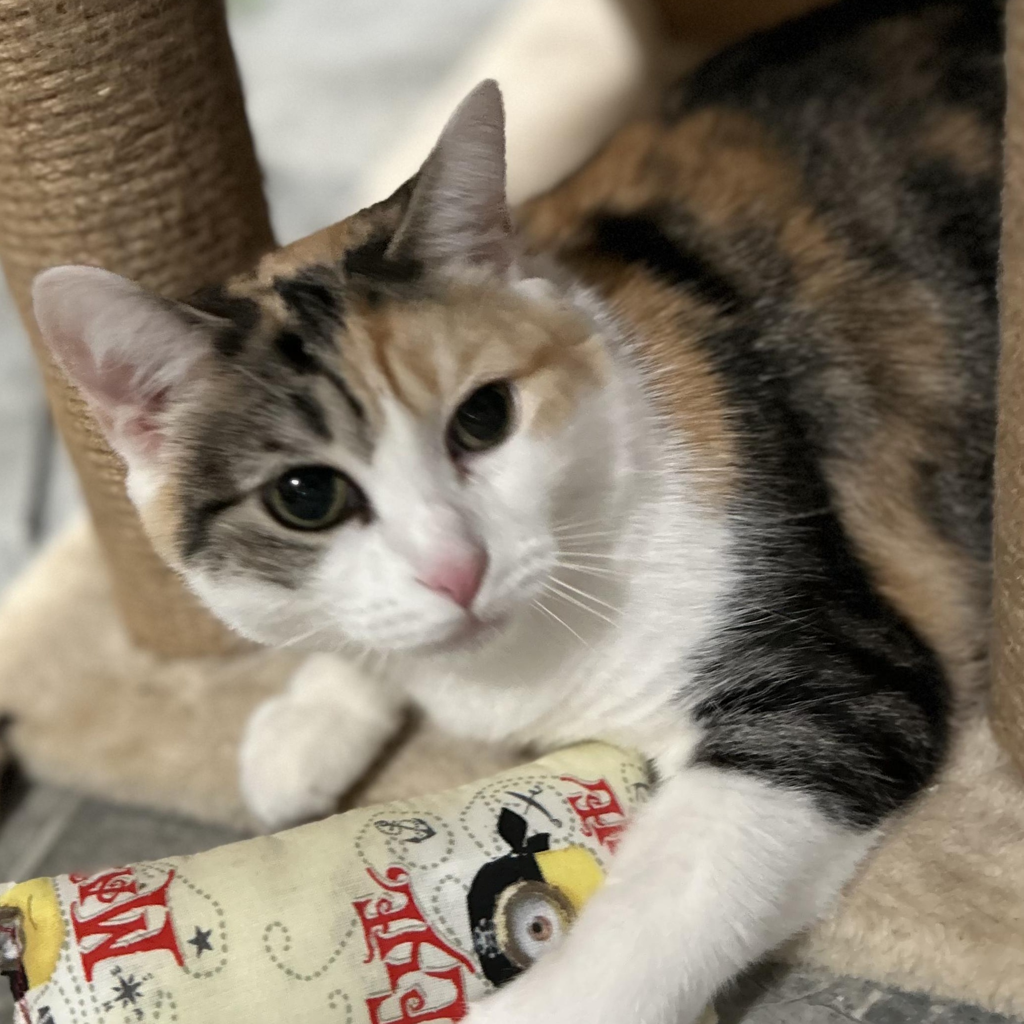 Sugar, a Adoptable Domestic Short Hair in North Huntingdon, PA image 3/4