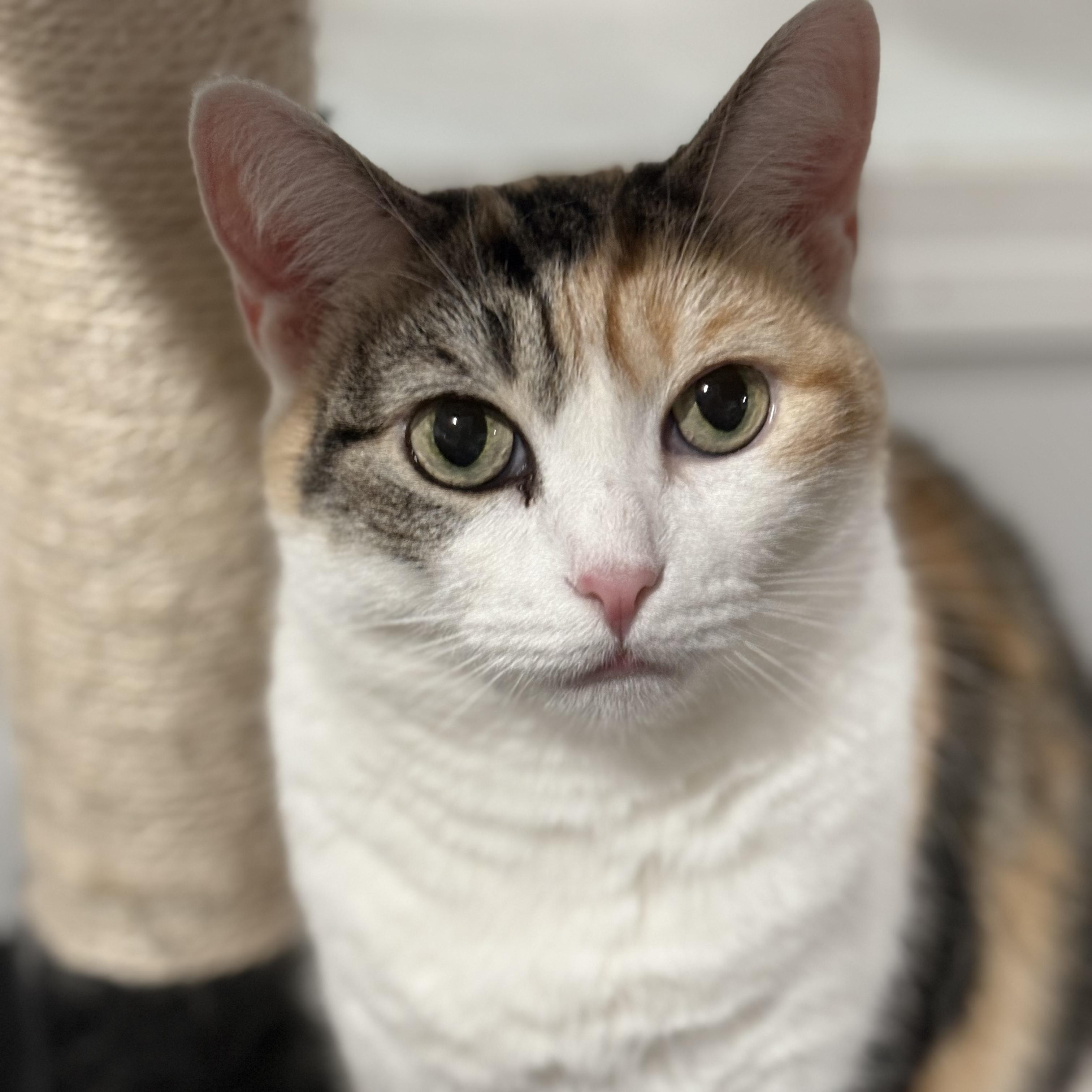 Sugar, Adoptable, Adult Female Domestic Short Hair.