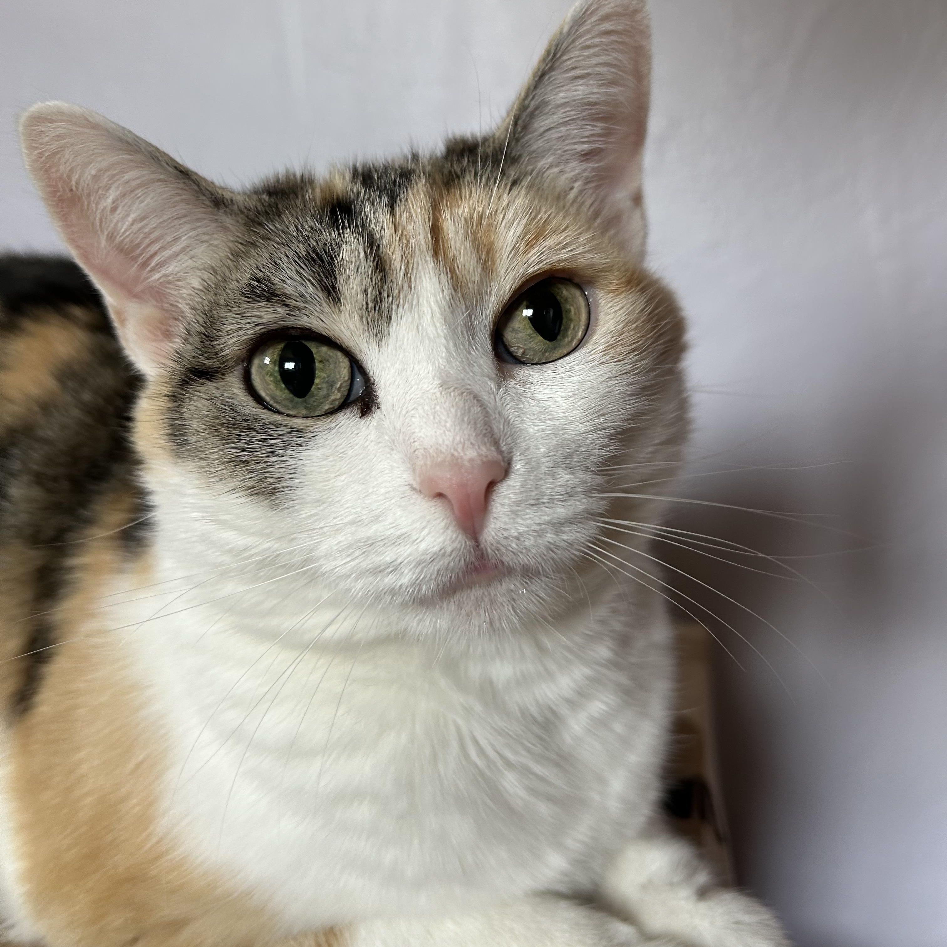 Sugar, a Adoptable Domestic Short Hair in North Huntingdon, PA image 4/4