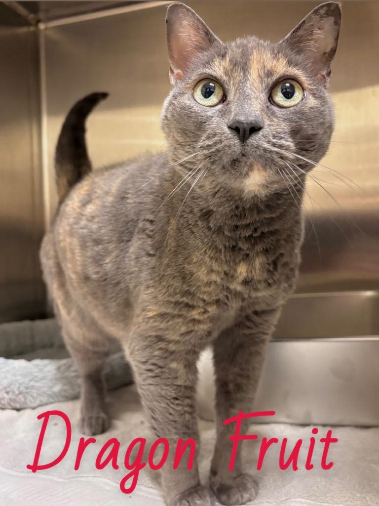 Enlarge Dragon Fruit, a Adoptable mixed breed in Fall River, MA image 1/6