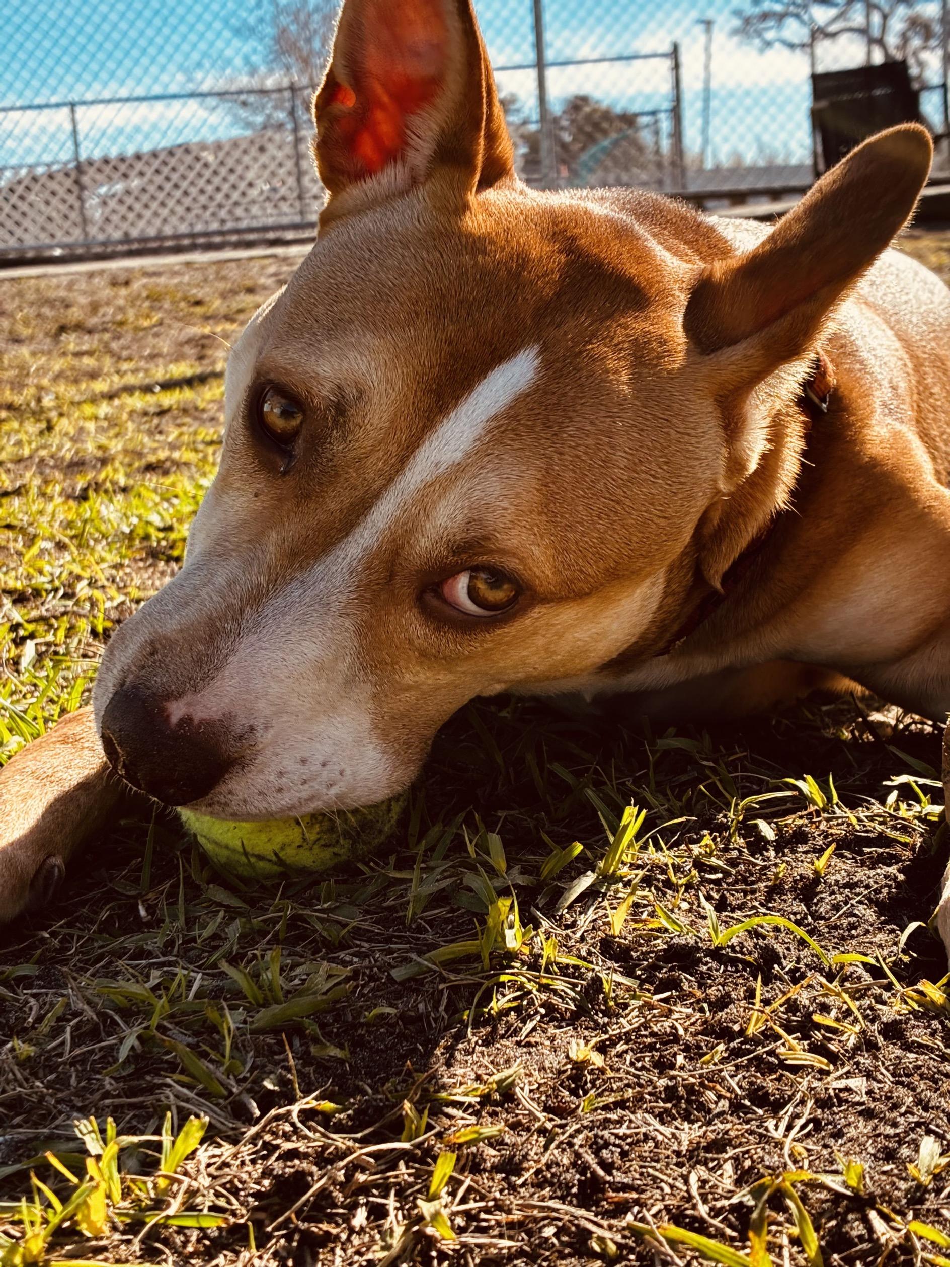 Ares, a ADOPTABLE mixed breed in New Port Richey, FL image 3/5