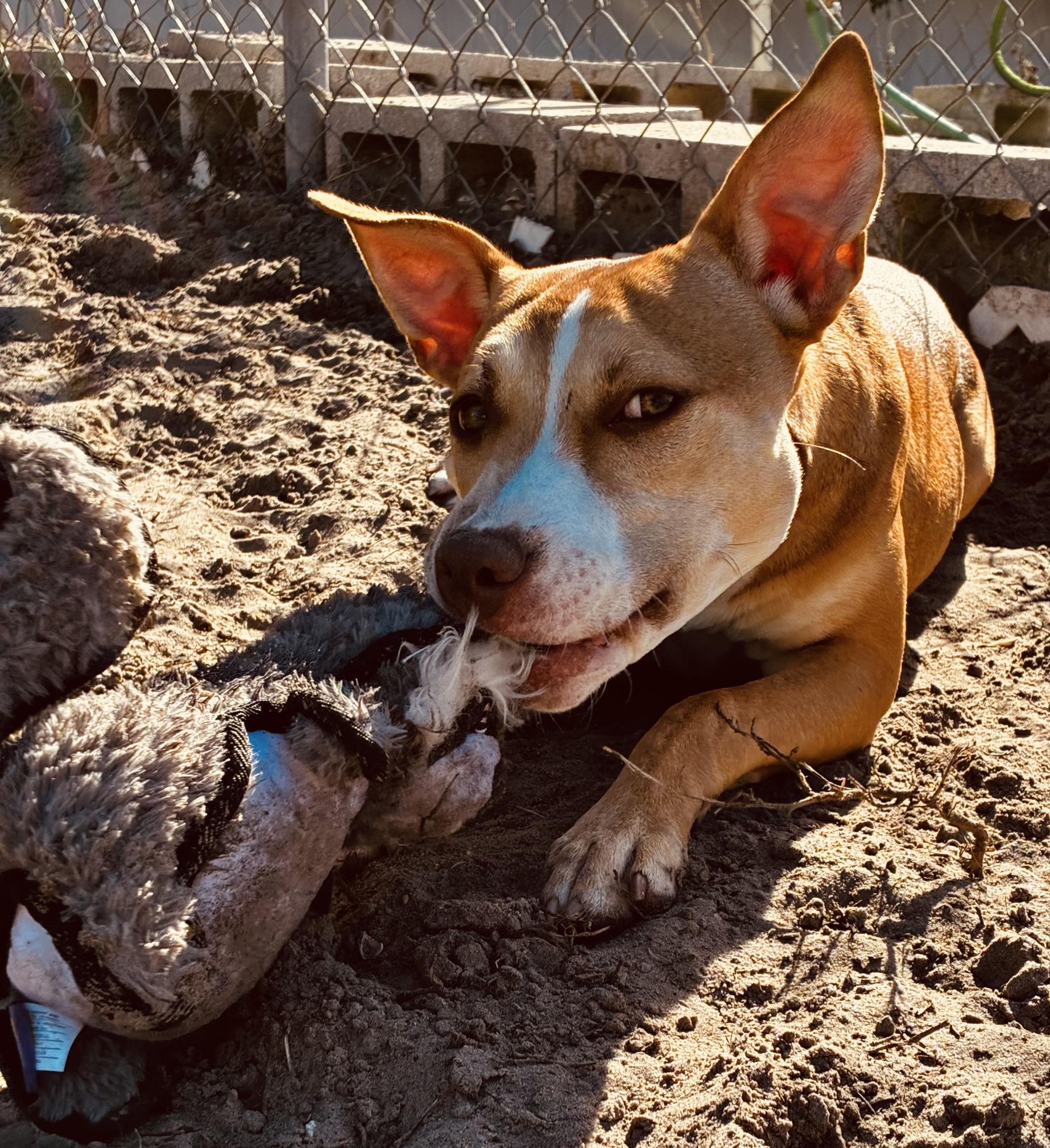 Ares, a ADOPTABLE mixed breed in New Port Richey, FL image 1/5