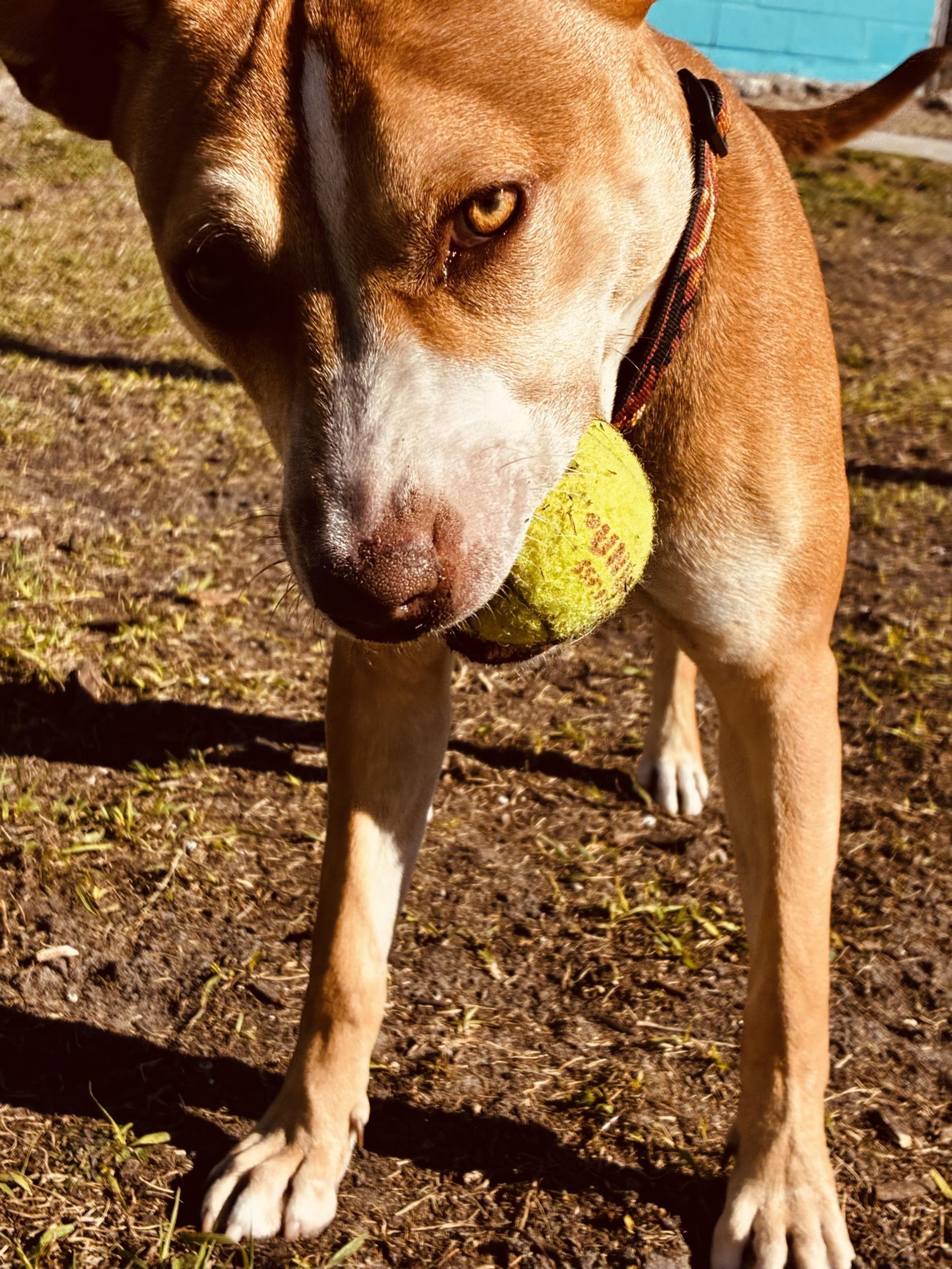 Ares, a ADOPTABLE mixed breed in New Port Richey, FL image 5/5