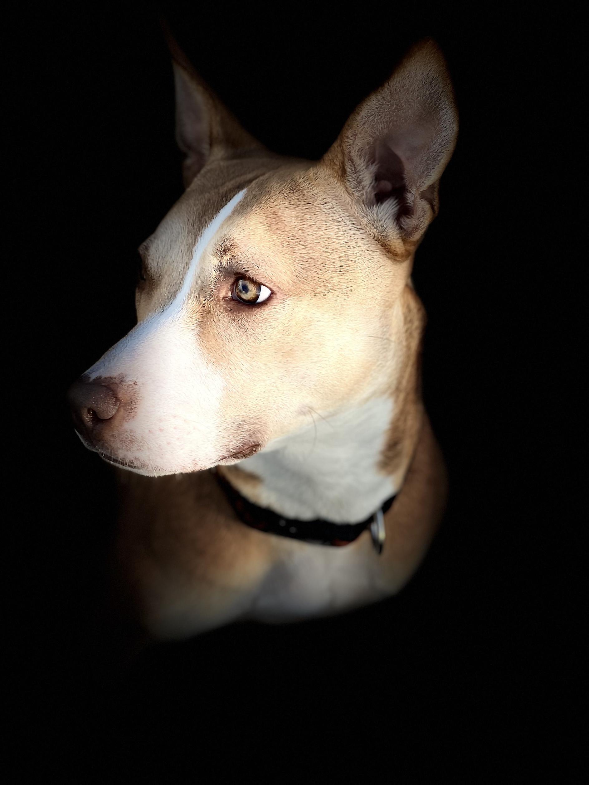 Ares, a ADOPTABLE mixed breed in New Port Richey, FL image 2/5