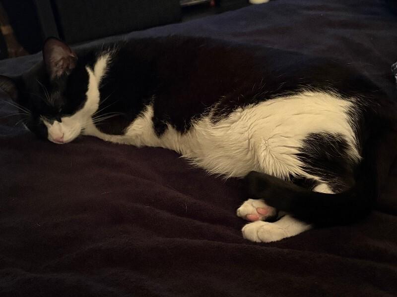Enlarge Parker, a Adoptable Domestic Short Hair in Cincinnati, OH image 1/6