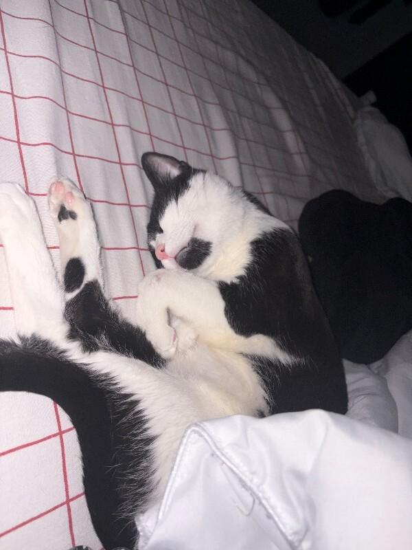 Enlarge Parker, a Adoptable Domestic Short Hair in Cincinnati, OH image 2/6