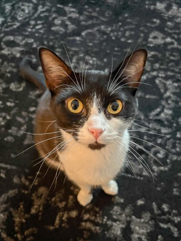 Enlarge Parker, a Adoptable Domestic Short Hair in Cincinnati, OH image 5/6