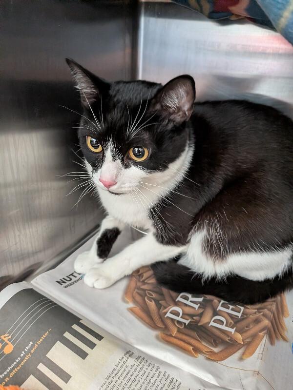 Enlarge Parker, a Adoptable Domestic Short Hair in Cincinnati, OH image 6/6