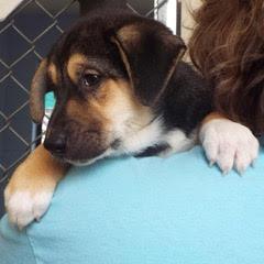 Dancer, an adopted mixed breed in Green Valley, AZ image 4/5